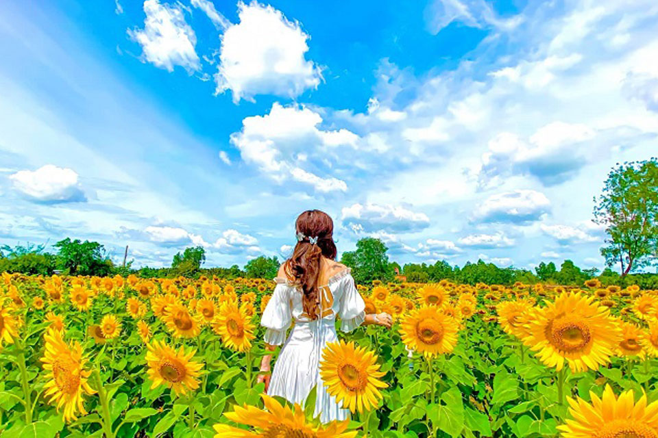 anh hoa huong duong anime anh hoa huong duong anime