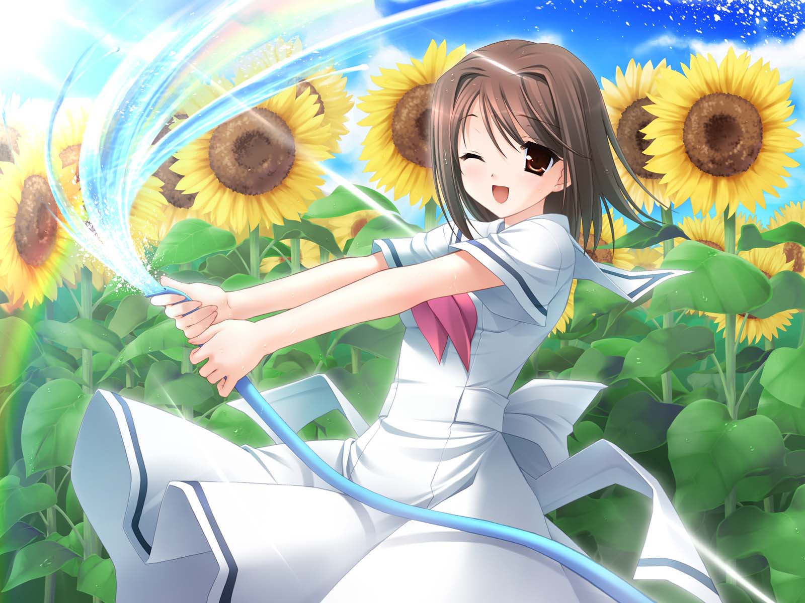 anh hoa huong duong anime