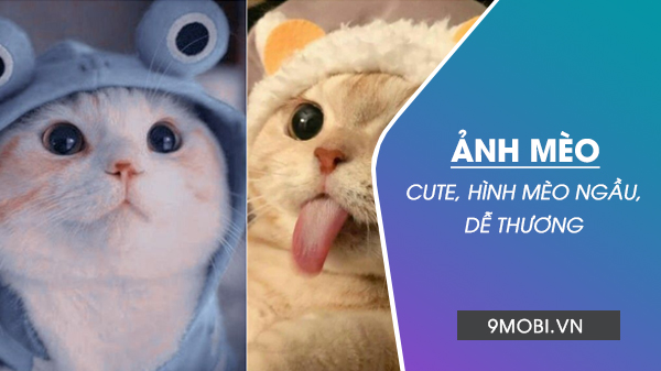 anh meo anime