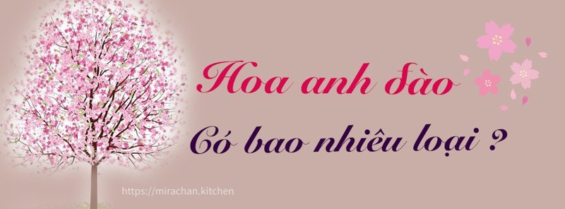 hình nền hoa anh đào anime (23)