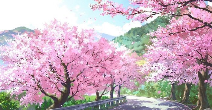 hình nền hoa anh đào anime (50)