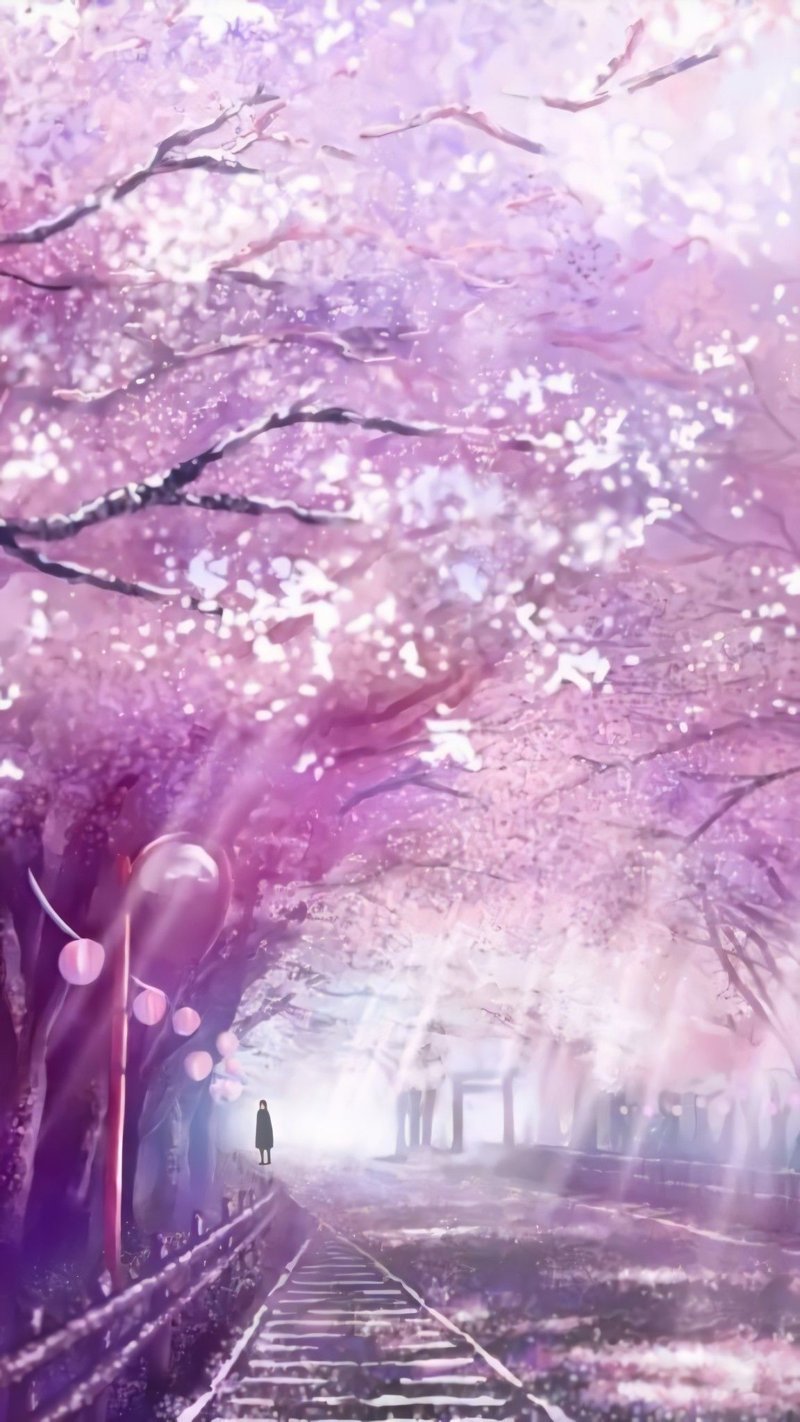 hình nền hoa anh đào anime (54)