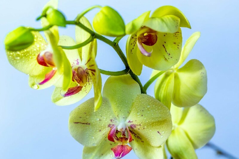 Chiêm ngưỡng bộ sưu tập hình nền hoa lan đẹp, nghệ thuật