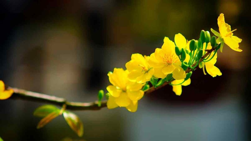 Bộ sưu tập hình nền hoa mai đẹp và nghệ thuật