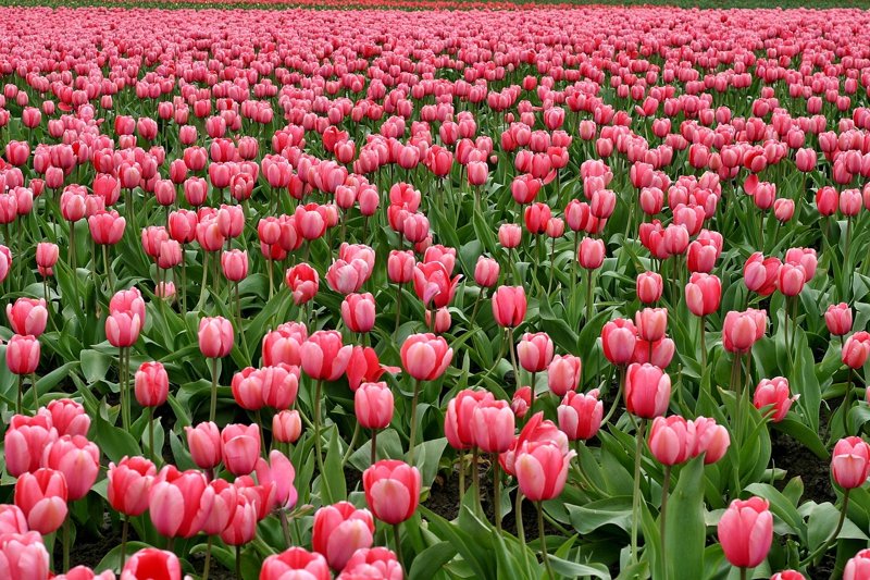Khám phá bộ sưu tập hình nền hoa tulip đẹp, nghệ thuật