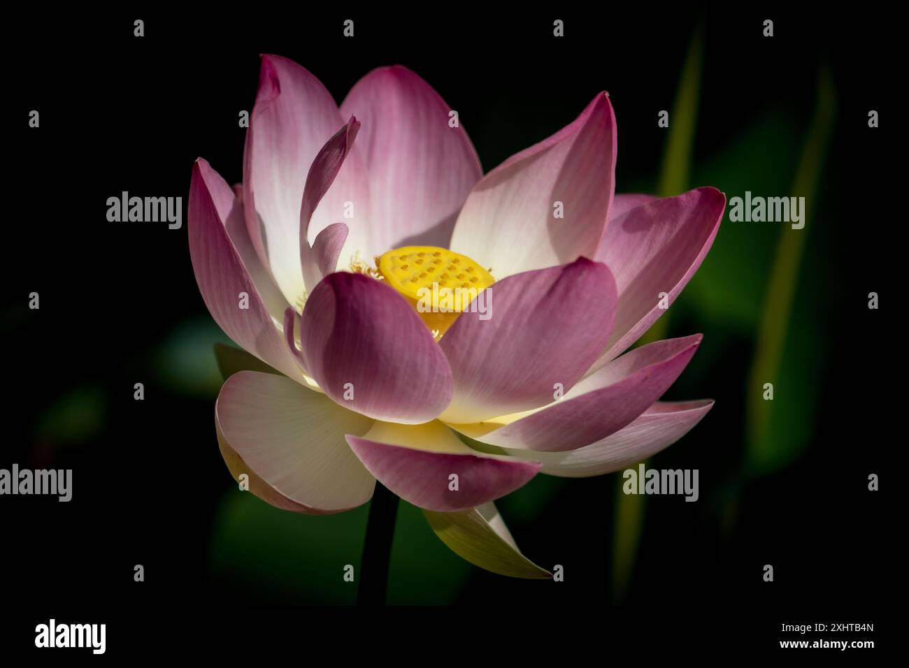 ảnh hoa sen Phật giáo 0046
