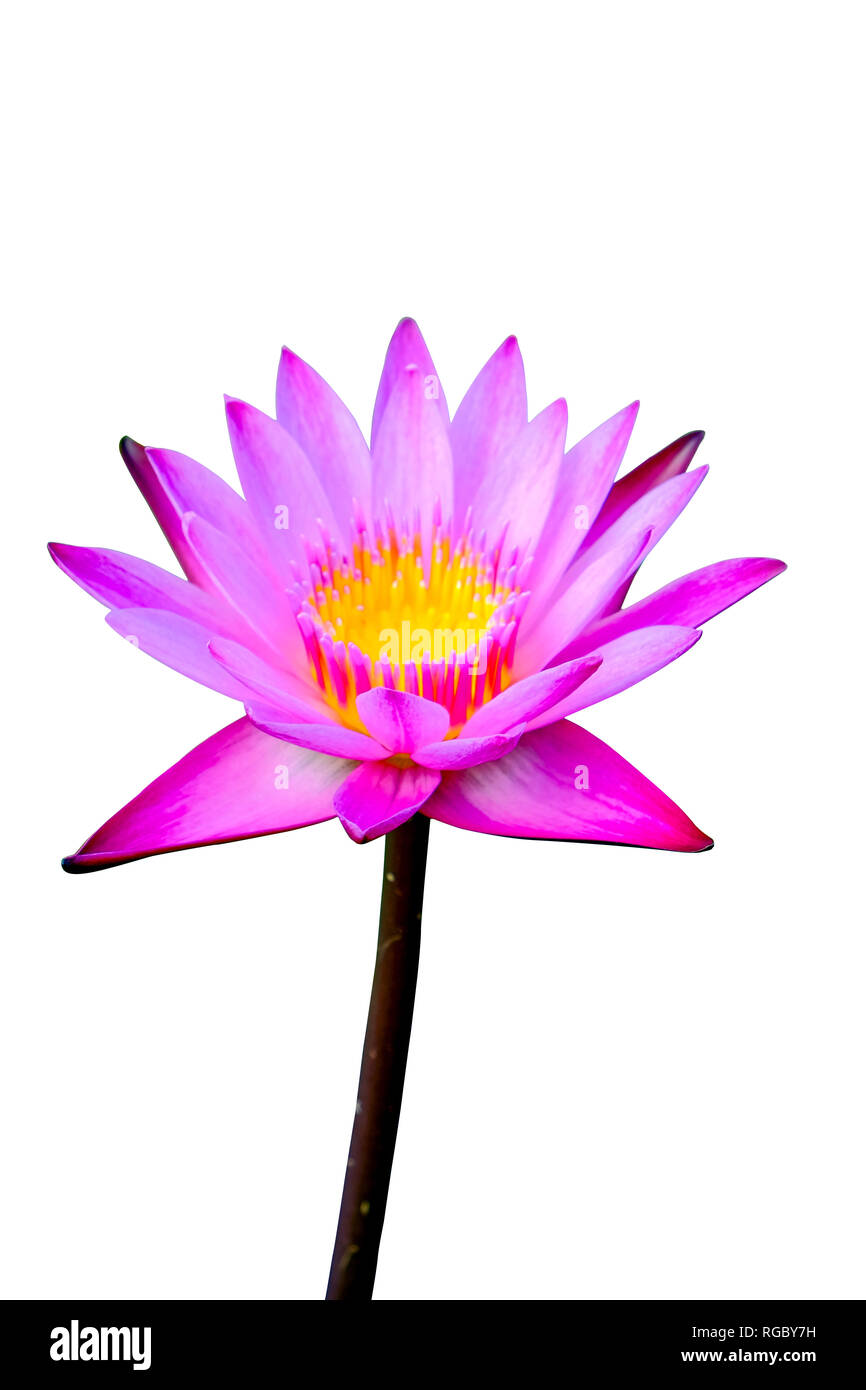 ảnh hoa sen Phật giáo 0085