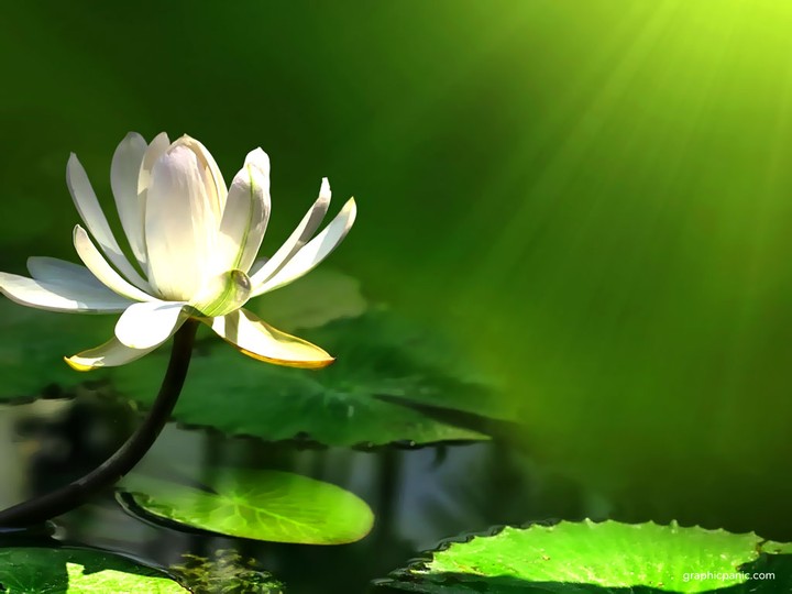 ảnh Phật thanh tịnh 0049