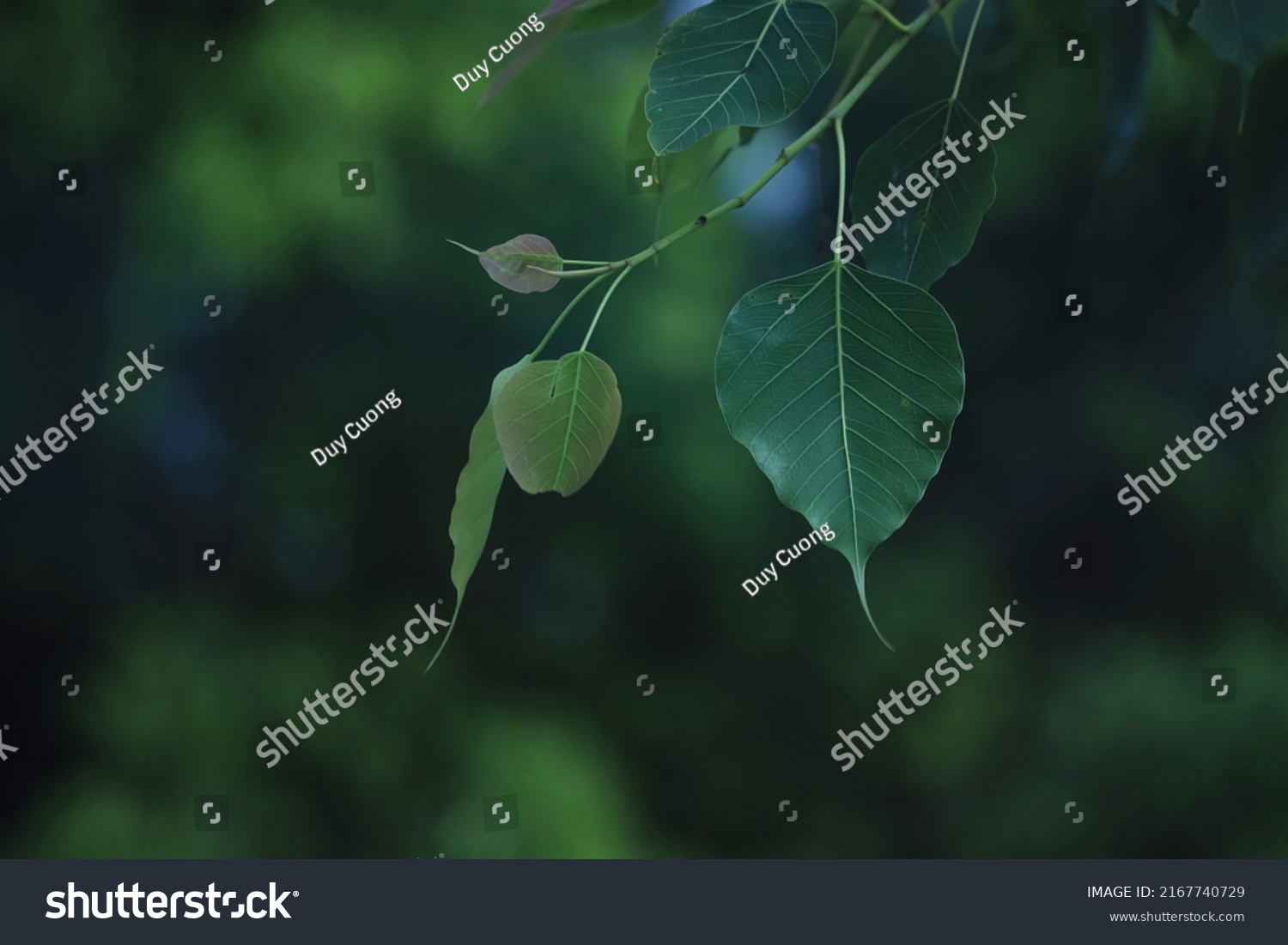 h&igrave;nh ảnh l&aacute; Bồ Đề T&acirc;m Phật 0032