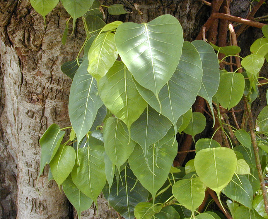 h&igrave;nh ảnh l&aacute; Bồ Đề T&acirc;m Phật 0036