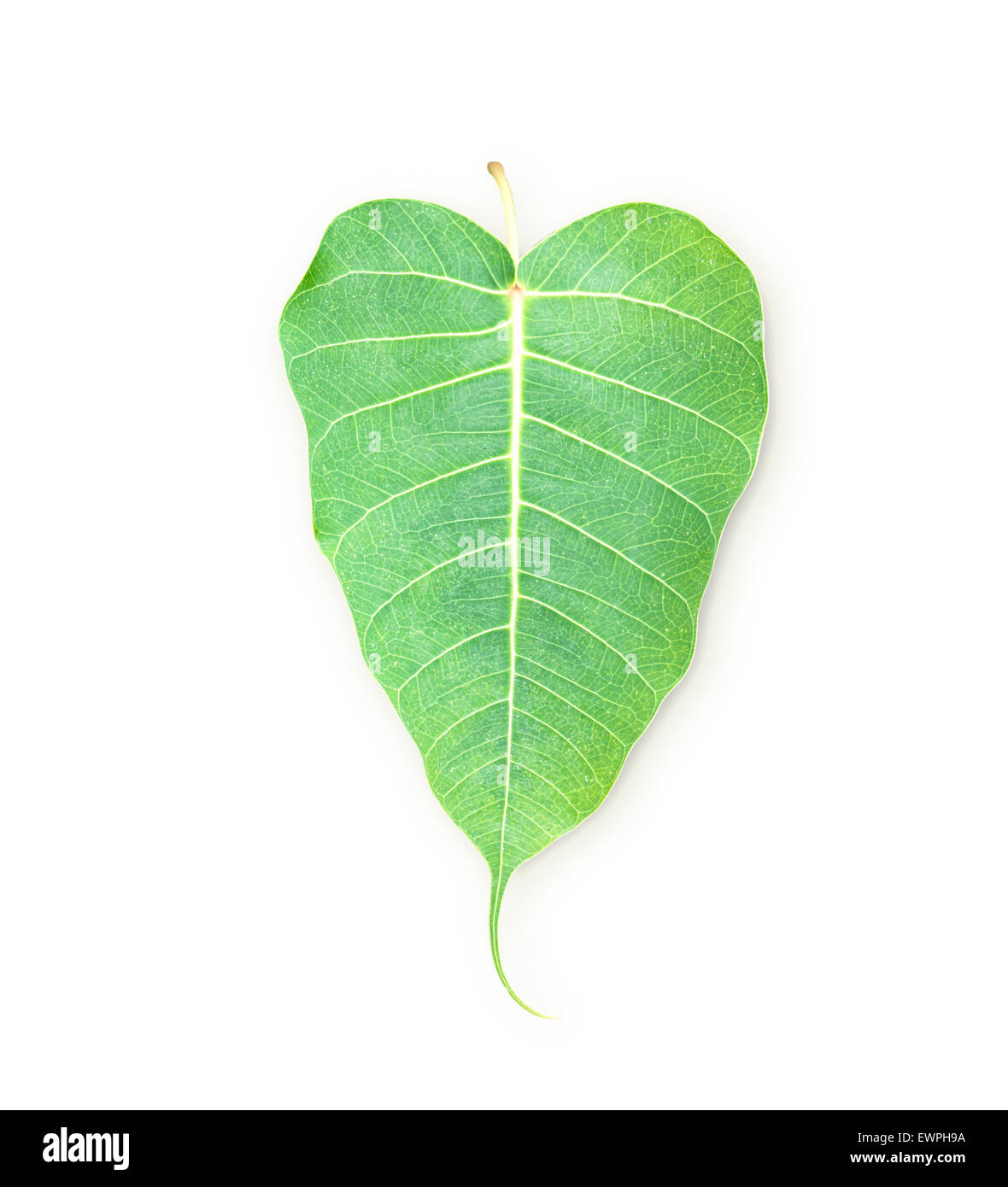 h&igrave;nh ảnh l&aacute; Bồ Đề T&acirc;m Phật 0041