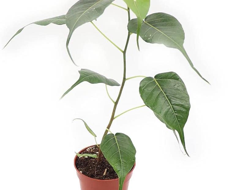 h&igrave;nh ảnh l&aacute; Bồ Đề T&acirc;m Phật 0044