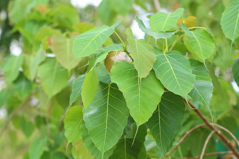 h&igrave;nh ảnh l&aacute; Bồ Đề T&acirc;m Phật 0063