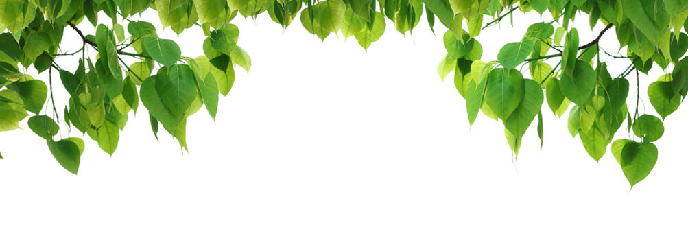 h&igrave;nh ảnh l&aacute; Bồ Đề T&acirc;m Phật 0065