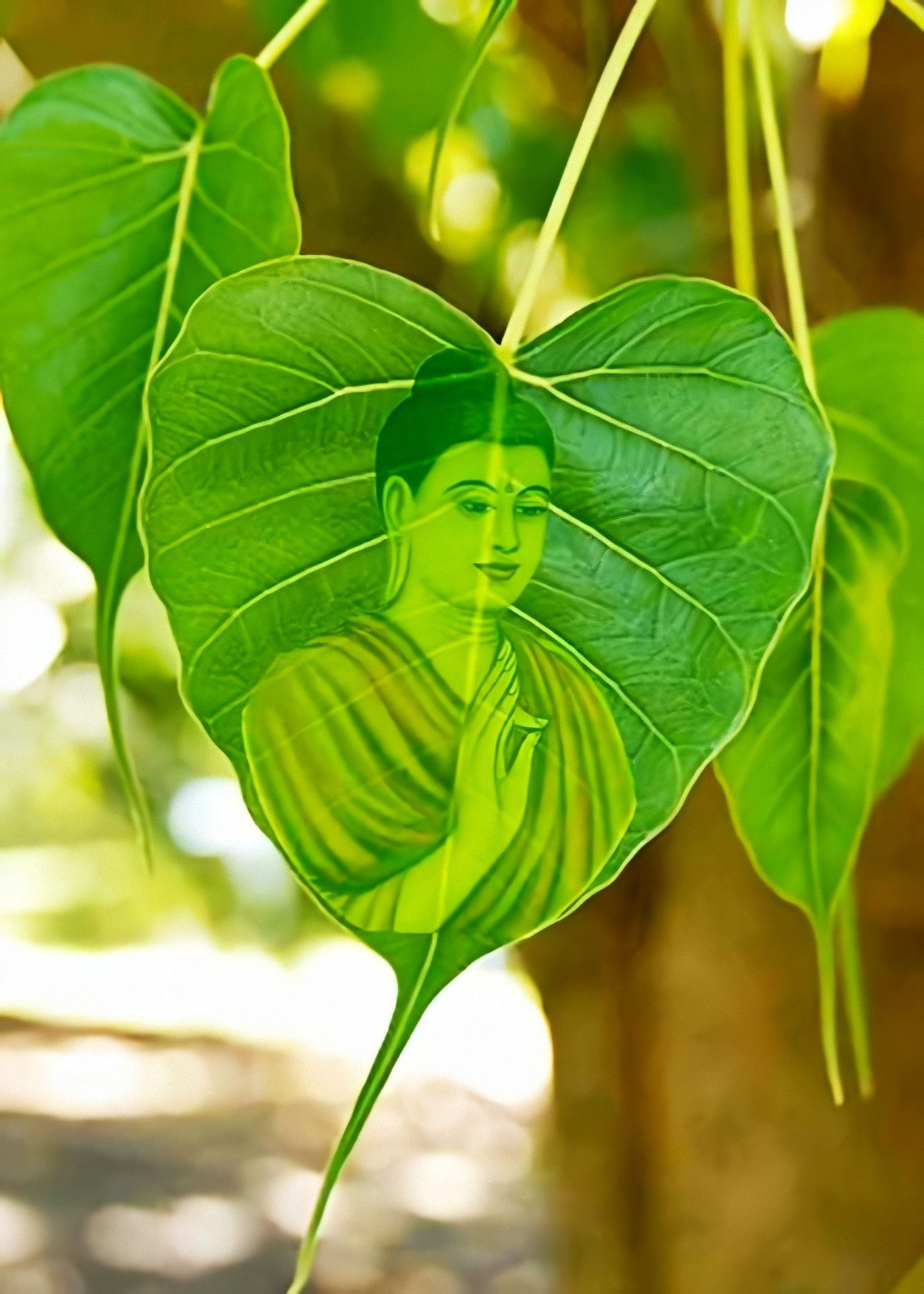 h&igrave;nh ảnh l&aacute; Bồ Đề T&acirc;m Phật 0076