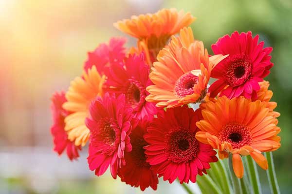 Với h&igrave;nh nền hoa đồng tiền m&aacute;y t&iacute;nh, bạn sẽ c&oacute; những gi&acirc;y ph&uacute;t l&agrave;m việc đầy cảm hứng.