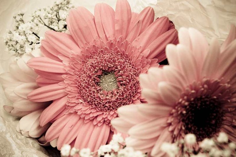 Tải ngay h&igrave;nh nền hoa đồng tiền cho điện thoại để l&agrave;m mới giao diện của bạn.