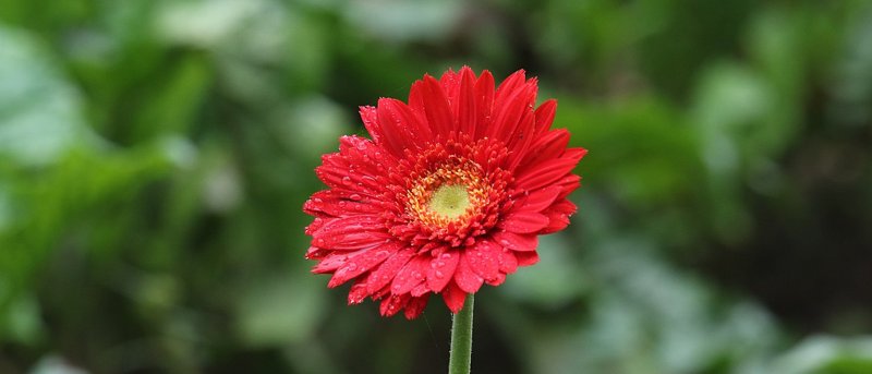 H&igrave;nh nền hoa đồng tiền m&aacute;y t&iacute;nh sẽ mang đến một kh&ocirc;ng gian l&agrave;m việc th&acirc;n thiện v&agrave; dễ chịu.