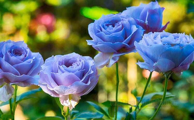 H&igrave;nh nền hoa hồng đen đầy b&iacute; ẩn v&agrave; cuốn h&uacute;t, ph&ugrave; hợp với những ai th&iacute;ch sự độc đ&aacute;o.