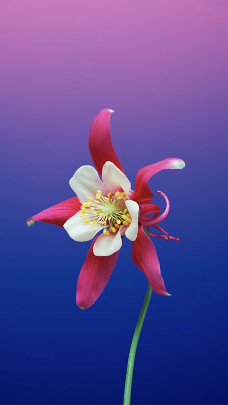 hinh-nen-galerie-michael