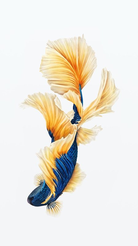 hinh-nen-galerie-michael