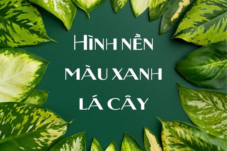 hinh-nen-galerie-michael