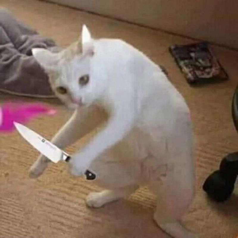 Mèo cầm dao meme – đắm mình trong 100+ khoảnh khắc hài hước không thể nhịn cười