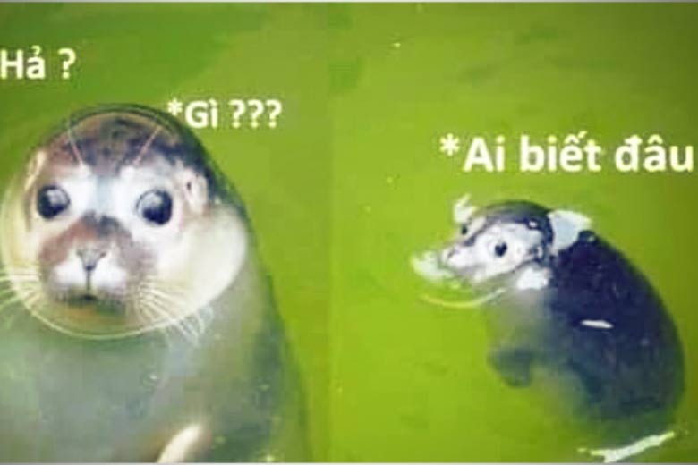 Meme ai biết gì đâu – nâng cao trải nghiệm giải trí của bạn!
