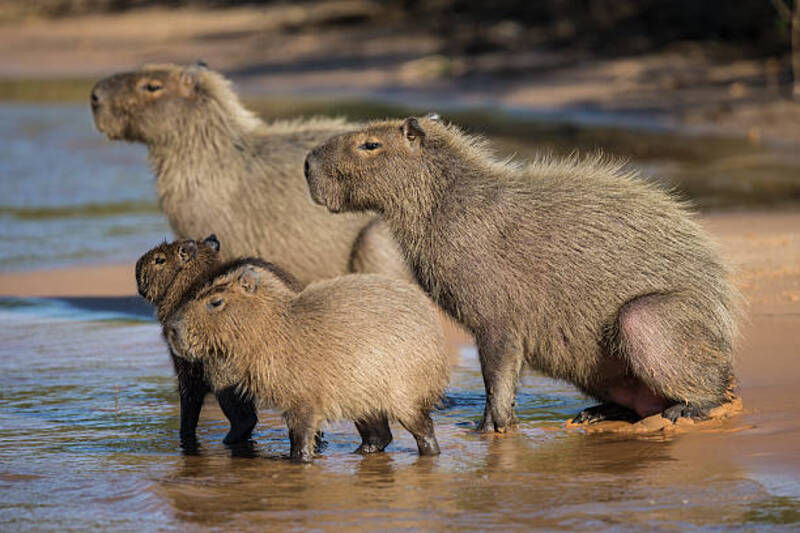 ảnh capybara