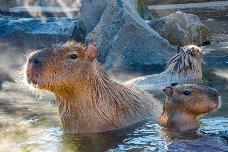 ảnh capybara