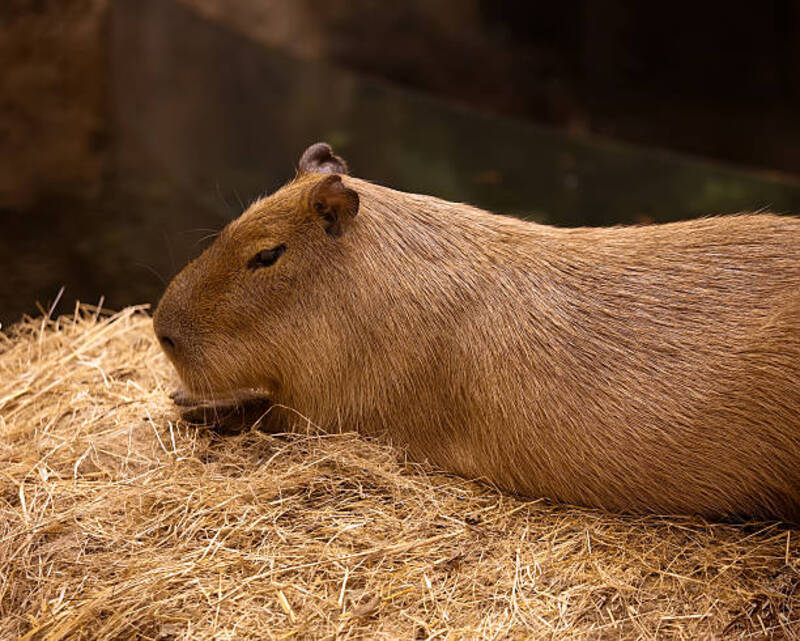 ảnh capybara