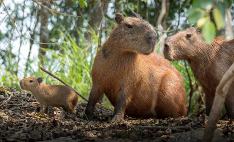 ảnh capybara