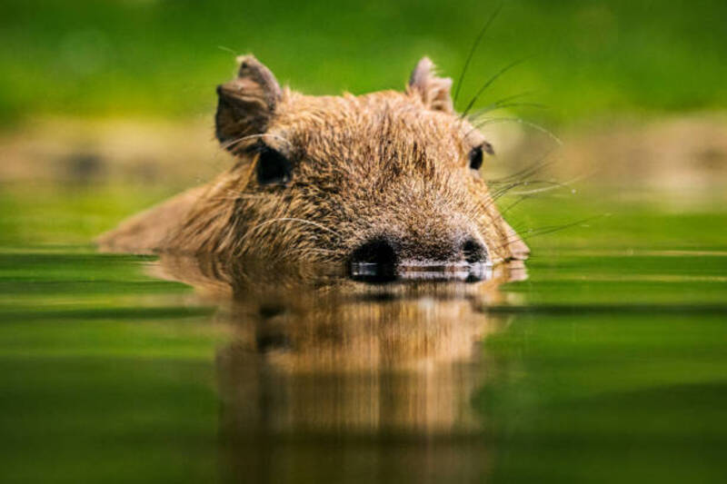 ảnh capybara