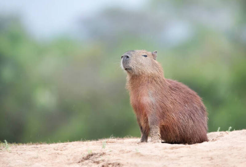 ảnh capybara