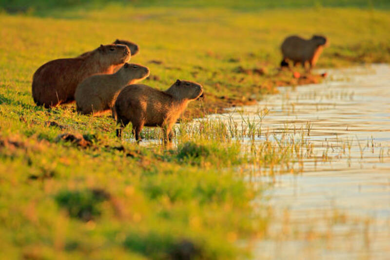 ảnh capybara