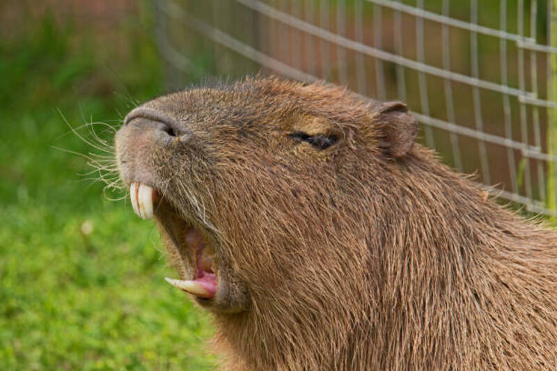 ảnh capybara