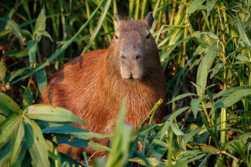 ảnh capybara
