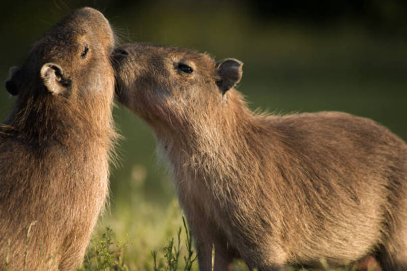 ảnh capybara