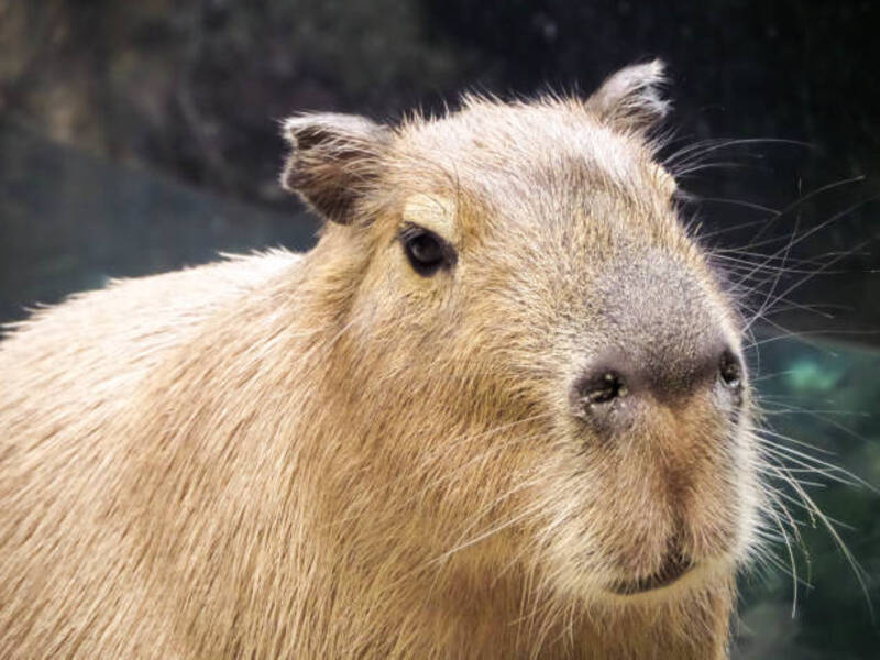 ảnh capybara