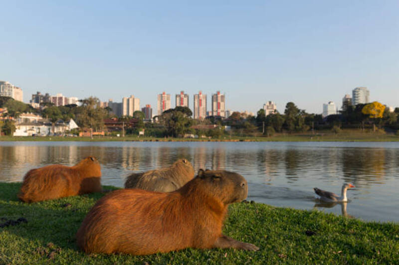 ảnh capybara