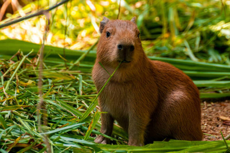 ảnh capybara