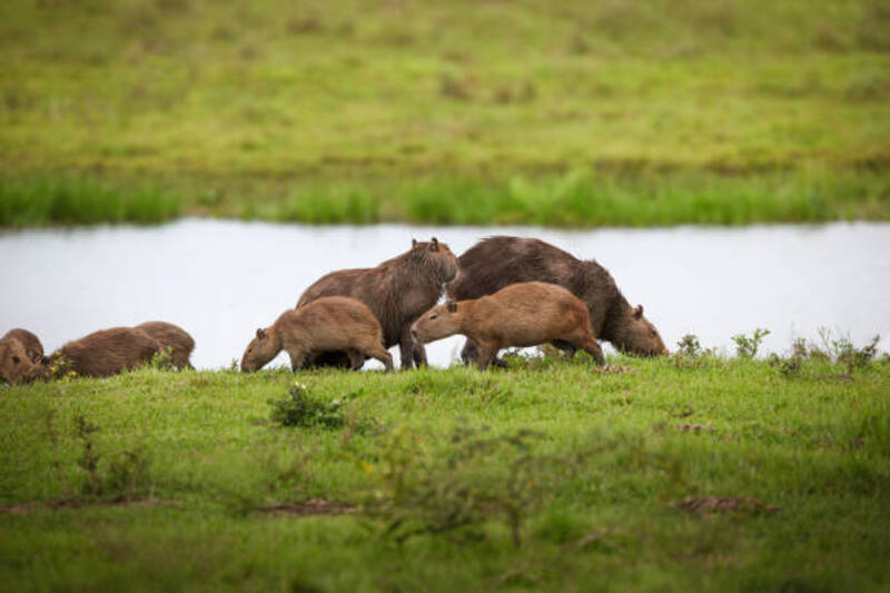 ảnh capybara