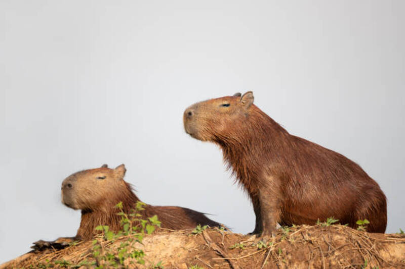 ảnh capybara
