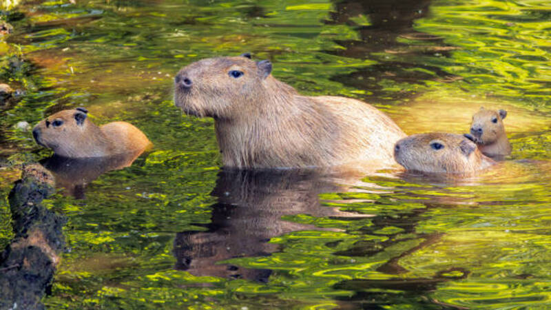 ảnh capybara