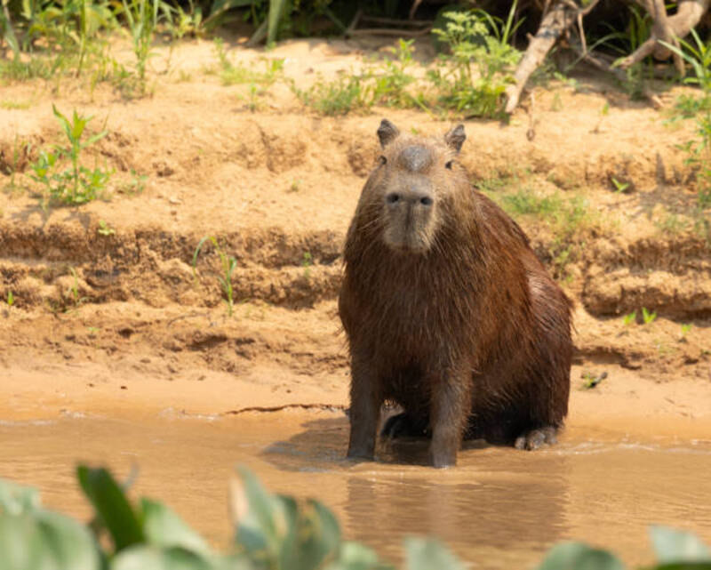 ảnh capybara