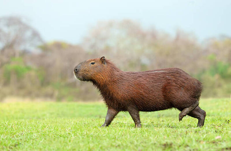 ảnh capybara