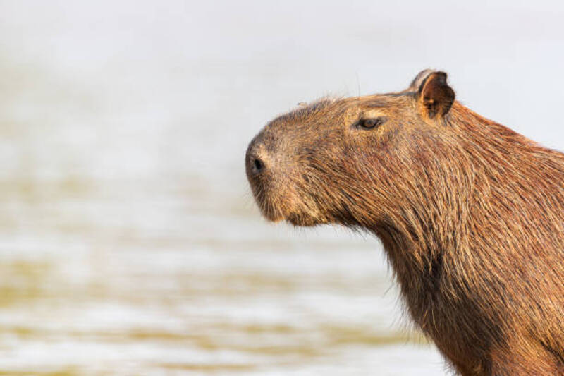 ảnh capybara