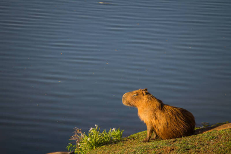 ảnh capybara