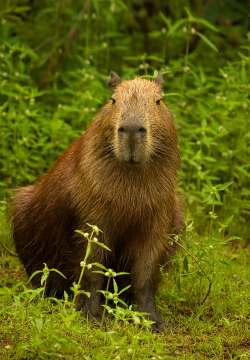ảnh capybara