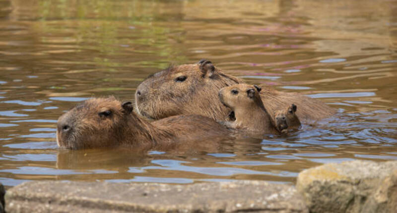 ảnh capybara